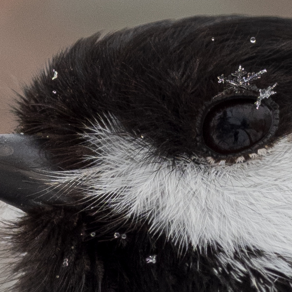 Olympus E-M1X Review: Field Test -- Gallery Image