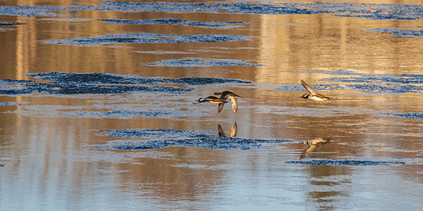 Olympus E-M1X Review: Field Test -- Gallery Image