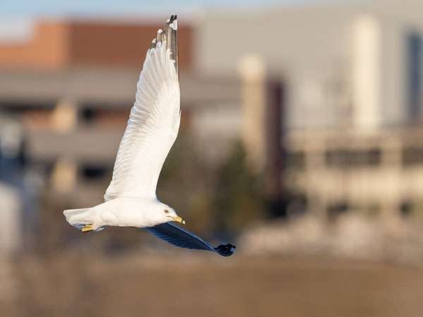 Olympus E-M1X Review: Field Test -- Gallery Image