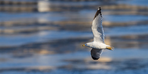 Olympus E-M1X Review: Field Test -- Gallery Image