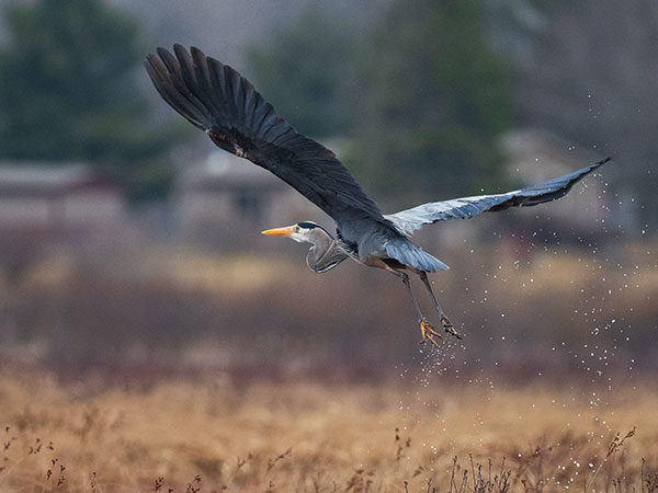 Olympus E-M1X Review: Field Test -- Gallery Image