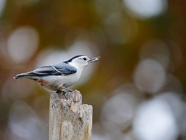 Panasonic G85 Review: Field Test -- Gallery Image