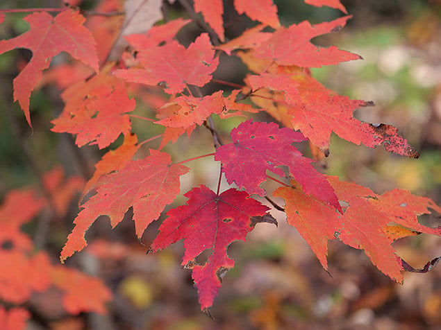 Panasonic LEICA DG 12-60mm f/2.8-4.0: 60mm, f/4, 1/125s, ISO 200
