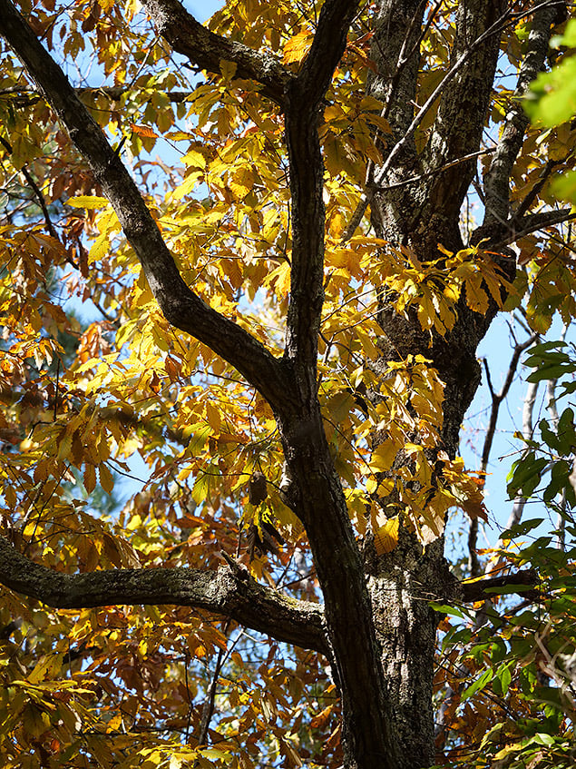 Panasonic LEICA DG 100-400mm f/4.0-6.3: 100mm, f/4, 1/400s, ISO 320, +0.3EV