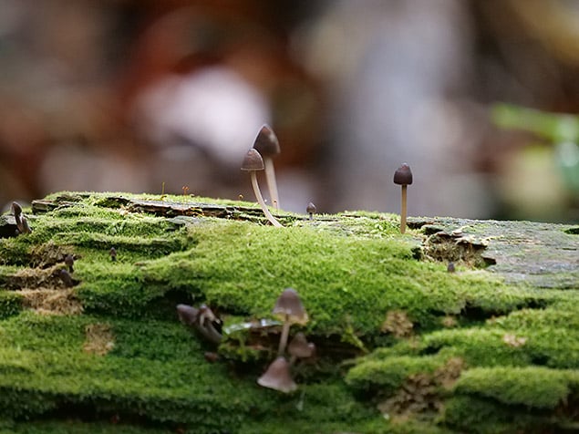Panasonic LEICA DG 100-400mm f/4.0-6.3: 350mm, f/5.9, 1/640s, ISO 4000