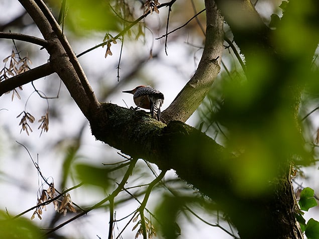 Panasonic LEICA DG 100-400mm f/4.0-6.3: 400mm, f/6.3, 1/640s, ISO 400, +0.3EV