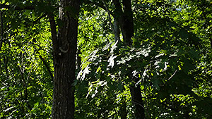 GH4 Field Test Part III image 9