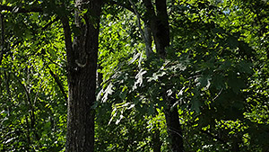 GH4 Field Test Part III image 13