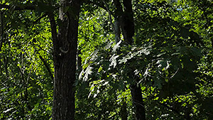 GH4 Field Test Part III image 11