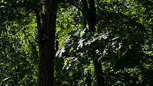 GH4 Field Test Part III image 10