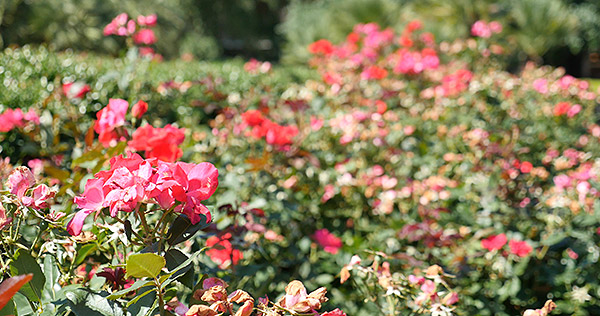 Panasonic GH4 Review -- sample gallery image
