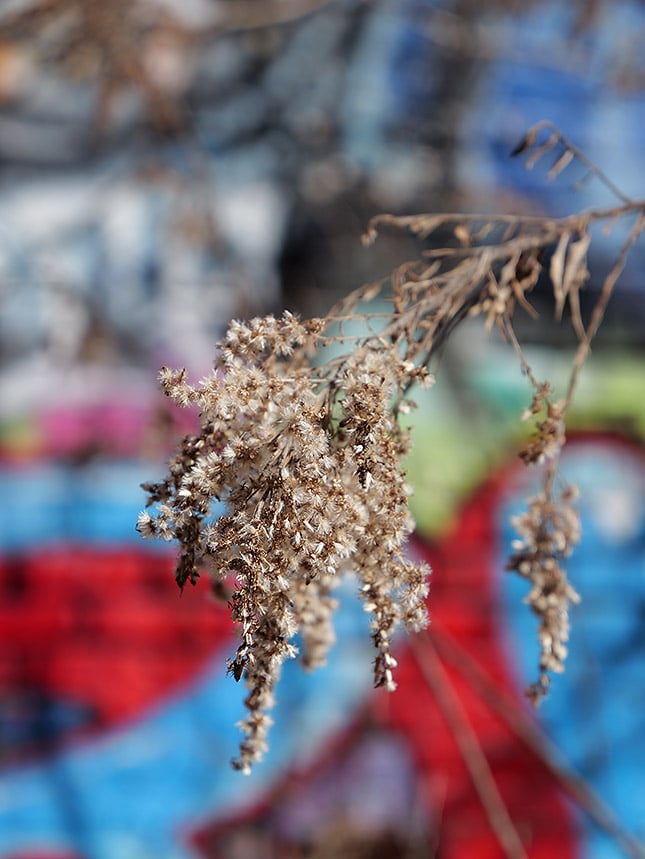 LEICA DG 12-60/F2.8-4.0: 60mm, F4.5, 1/640s, ISO 100 (Shot on a camera using pre-production firmware.)