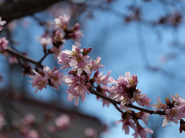LEICA DG 12-60/F2.8-4.0: 60mm, F4.5, 1/500s, ISO 100 (Shot on a camera using pre-production firmware.)