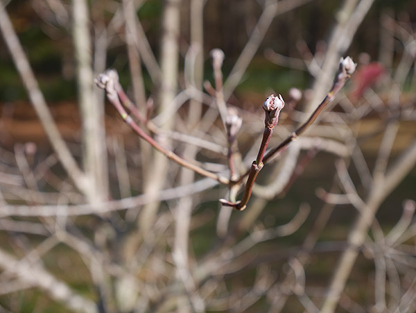 Panasonic GM1 Review -- gallery sample image