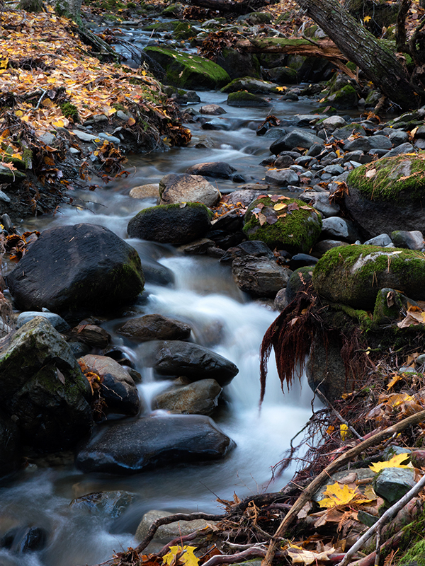 Panasonic GX8 Field Test -- Gallery Image