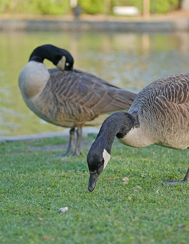 Panasonic GX85 Review - Sample Image