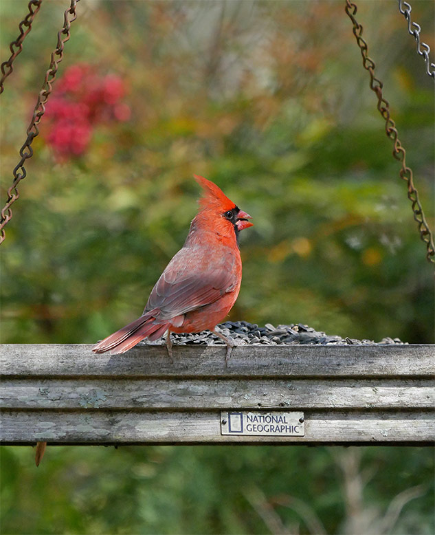 Panasonic GX85 Review - Sample Image