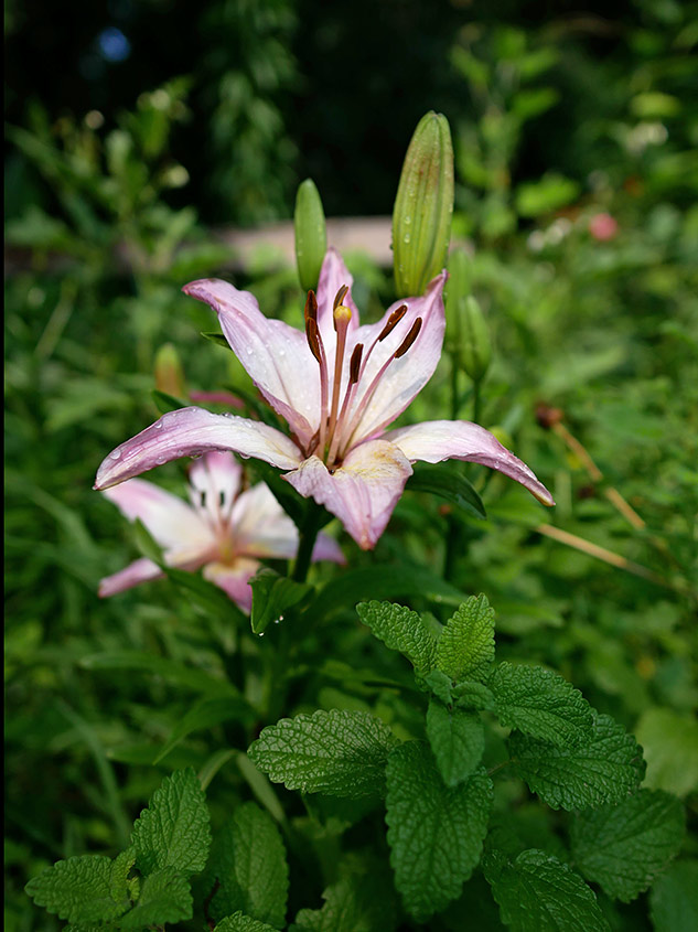 Panasonic GX85 Review - Sample Gallery Image