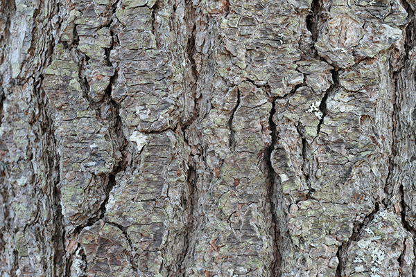 Panasonic LX10 Review: Field Test -- Noise Test Image