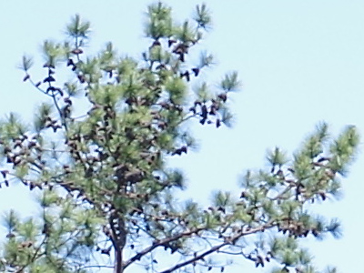 Pentax K-01 Exposure image 21