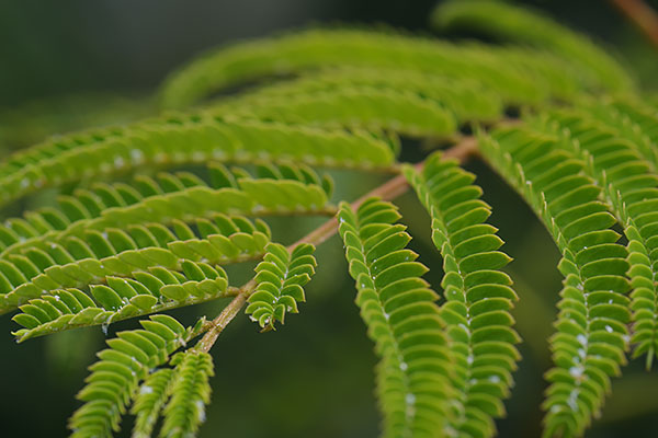 100mm, 1/125 sec. @ f/8.0, ISO 100