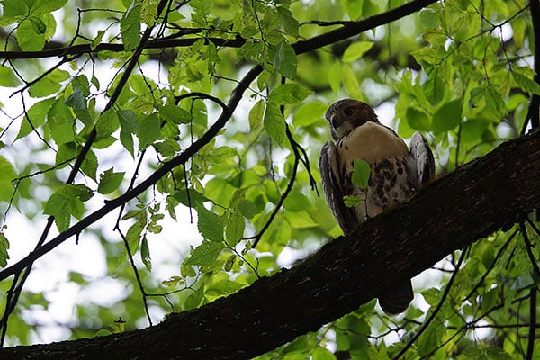 200mm, 1/400 sec. @ f/2.8, ISO 200 This image cropped to 470mm-equivalent in Adobe Photoshop. Click