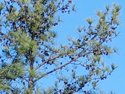 Pentax K-5 II Exposure image 23