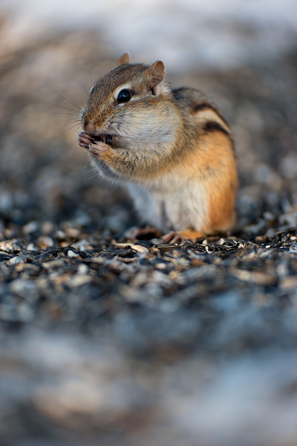 Samsung NX1 Review -- Sample Image