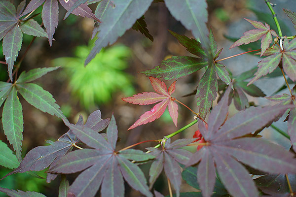 Sony A6000 - sample gallery image