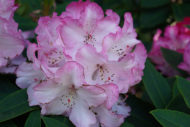 E 16-70mm F4 ZA OSS: 51mm, f/4, 1/160s, ISO 100