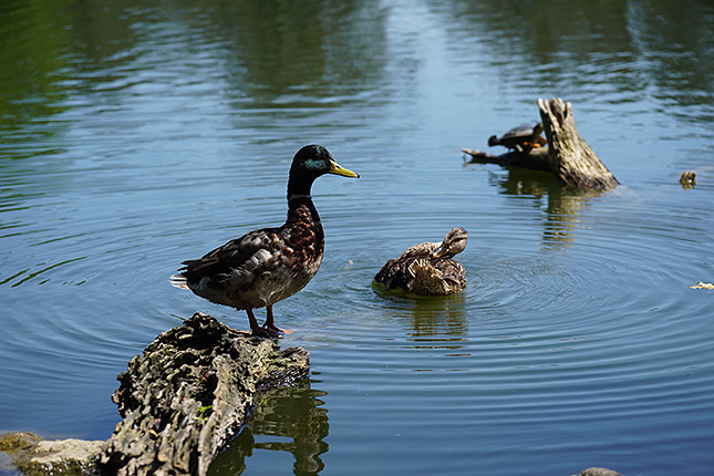 E 16-70mm F4 ZA OSS: 70mm, f/4, 1/800s, ISO 100