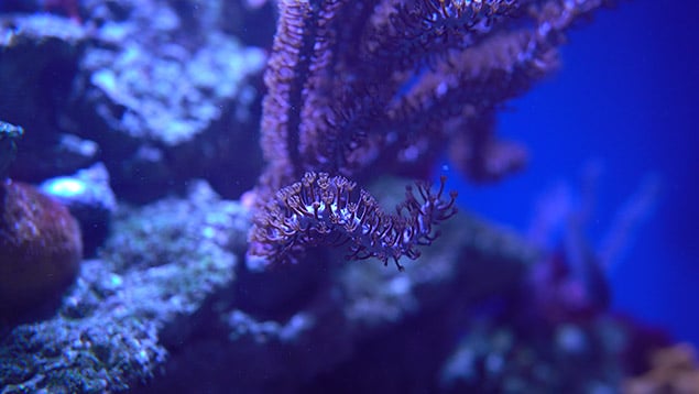 4K Video Framegrab (click for full-res)