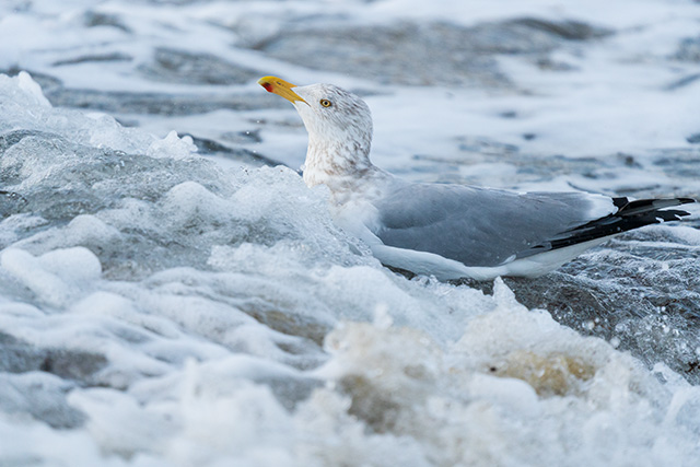 Sony A7 IV Review: Field Test -- Gallery Image