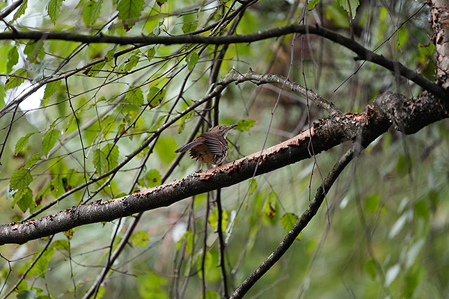 FE 100-400mm GM: 400mm, f/5.6, 1/500s, ISO 3200 (Note: Camera is using pre-production firmware.)