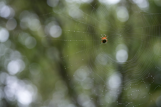 FE 100-400mm GM: 187mm, f/5.6, 1/200s, ISO 500, -0.3EV (Note: Camera is using pre-production firmware.)