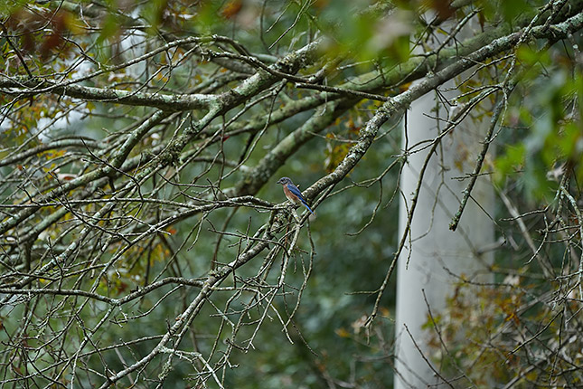 FE 100-400mm GM: 400mm, f/5.6, 1/500s, ISO 1000, -0.3EV (Note: Camera is using pre-production firmware.)