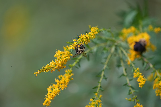 FE 100-400mm GM: 400mm, f/5.6, 1/500s, ISO 1600 (Note: Camera is using pre-production firmware.)