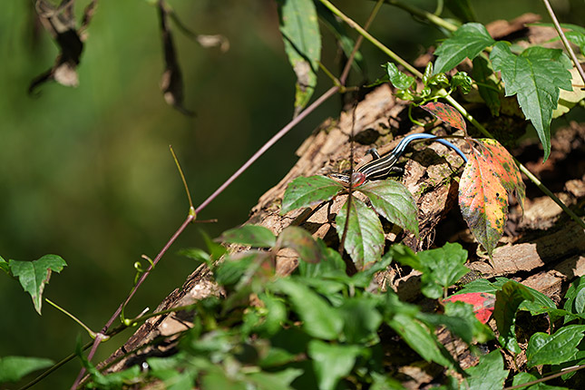 FE 100-400mm GM: 400mm, f/5.6, 1/500s, ISO 200, -0.3EV (Note: Camera is using pre-production firmware.)