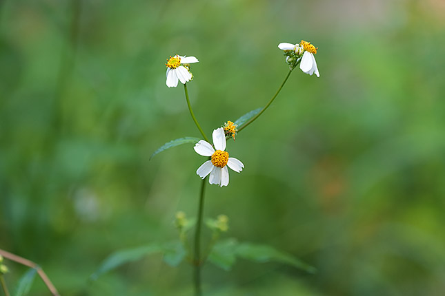 FE 100-400mm GM: 268mm, f/5.6, 1/320s, ISO 1250 (Note: Camera is using pre-production firmware.)