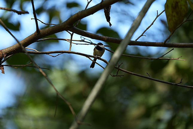 FE 100-400mm GM: 400mm, f/5.6, 1/500s, ISO 800 (Note: Camera is using pre-production firmware.)