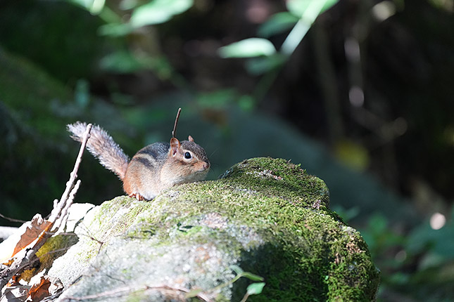 FE 100-400mm GM: 400mm, f/5.6, 1/500s, ISO 3200, -0.3EV (Note: Camera is using pre-production firmware.)