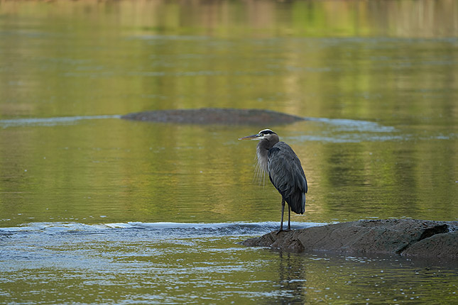 FE 100-400mm GM: 400mm, f/5.6, 1/500s, ISO 400 (Note: Camera is using pre-production firmware.)