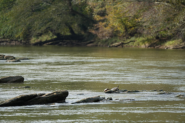FE 100-400mm GM: 400mm, f/5.6, 1/500s, ISO 320 (Note: Camera is using pre-production firmware.)