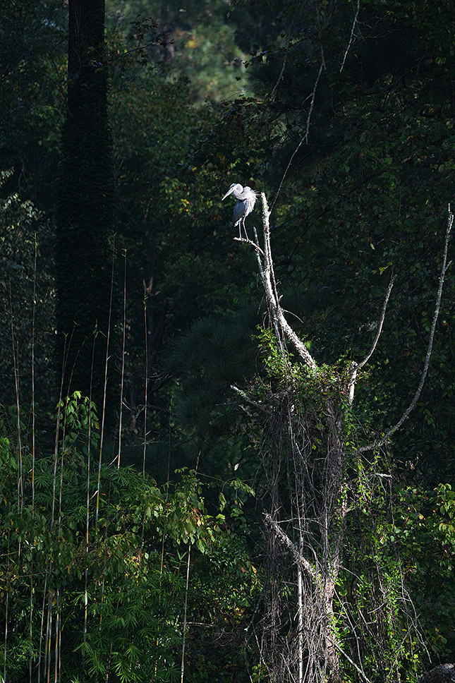 FE 100-400mm GM: 400mm, f/5.6, 1/500s, ISO 400, -2EV (Note: Camera is using pre-production firmware.)