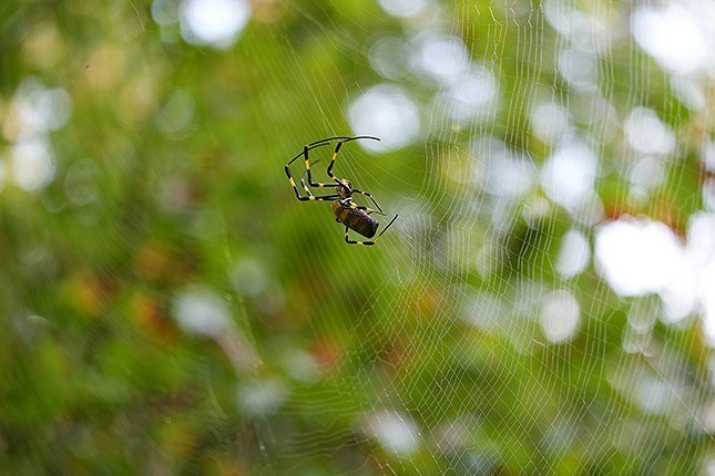 FE 100-400mm GM: 100mm, f/4.5, 1/100s, ISO 400, +0.3EV (Note: Camera is using pre-production firmware.)