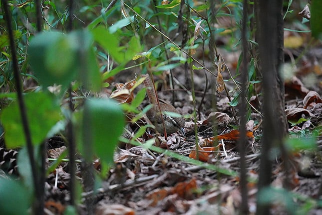 FE 200-600mm f/5.6-6.3 G: 600mm, f/6.3, 1/800s, ISO 12800