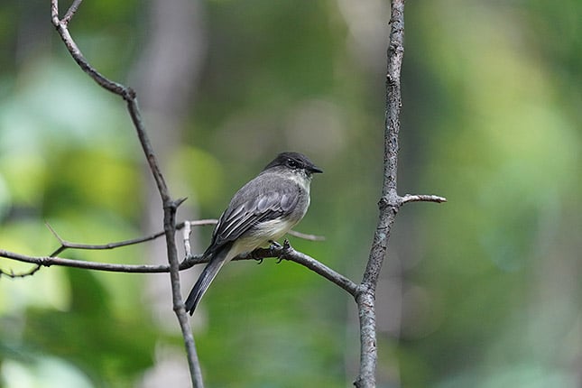 FE 200-600mm f/5.6-6.3 G: 600mm, f/6.3, 1/640s, ISO 5000