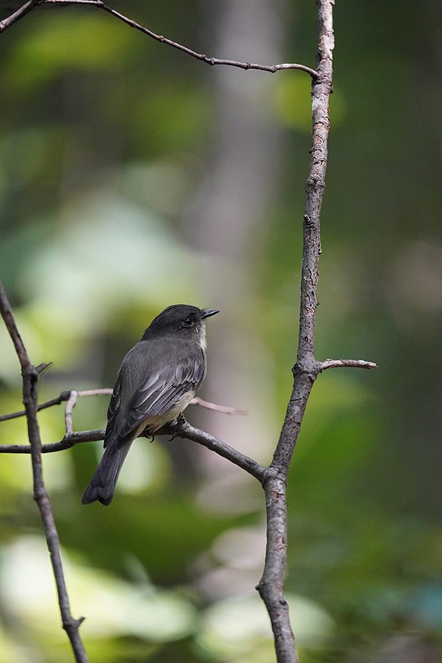 FE 200-600mm f/5.6-6.3 G: 600mm, f/6.3, 1/800s, ISO 5000