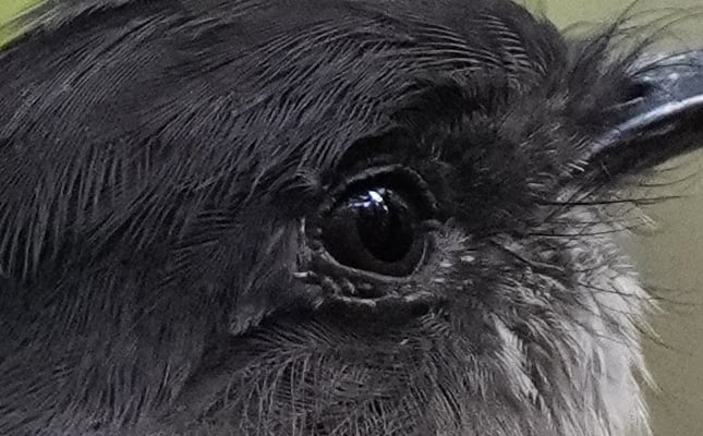100% Crop