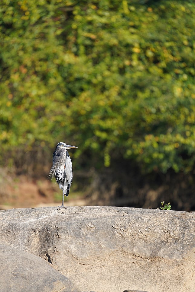 FE 200-600mm f/5.6-6.3 G: 600mm, f/6.3, 1/500s, ISO 250